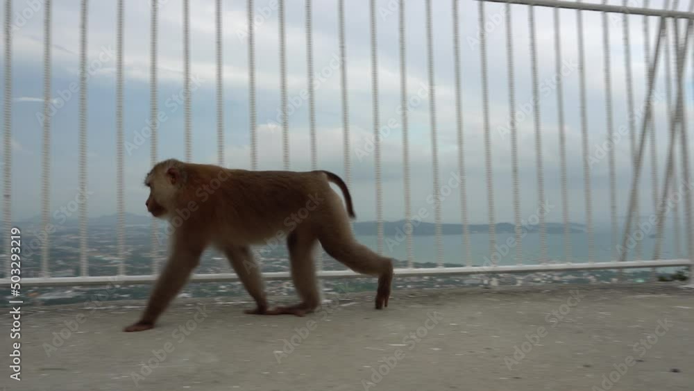 The monkey poses near the fence, and then goes. Slowly fingering paws ...