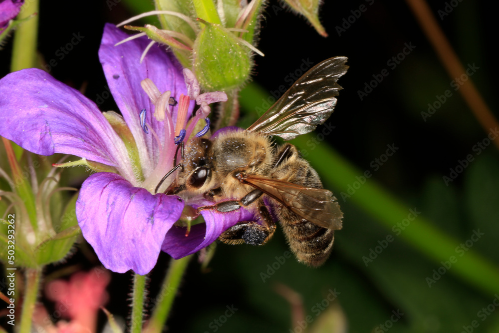 A honey bee (Apis mellifera) on the meadow cranesbill's flower. Thuringia, Germany, Europe A honey bee (Apis mellifera) on the meadow cranesbill's flower. Thuringia, Germany, Europe