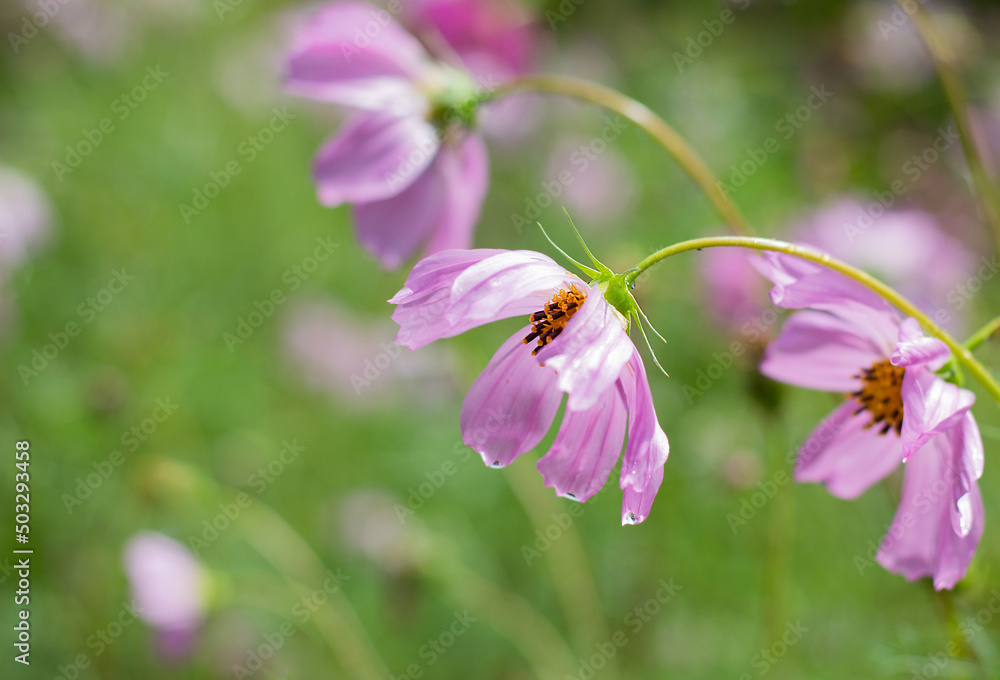 Blurred image of pink flowers with water drops after rain on a green background. Blurred image of pink flowers with water drops after rain on a green background.