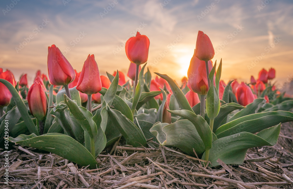 Obraz premium Pola tulipanów, kolorowa wiosna w Holandii.