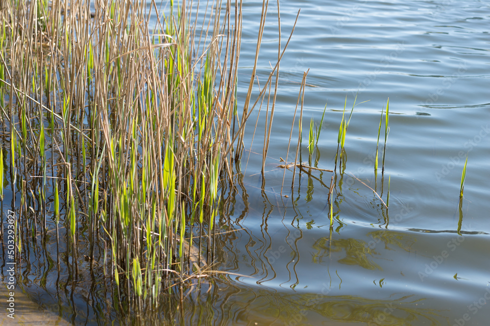 reeds in the water reeds in the water