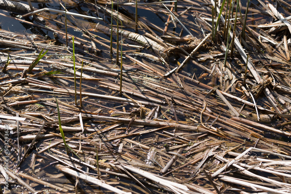 old reeds floating on the surface of the pond old reeds floating on the surface of the pond
