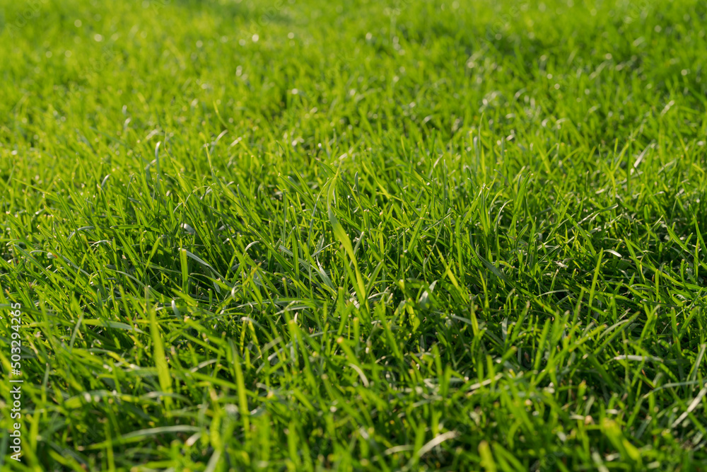 closeup shot of green grass on a lawn closeup shot of green grass on a lawn