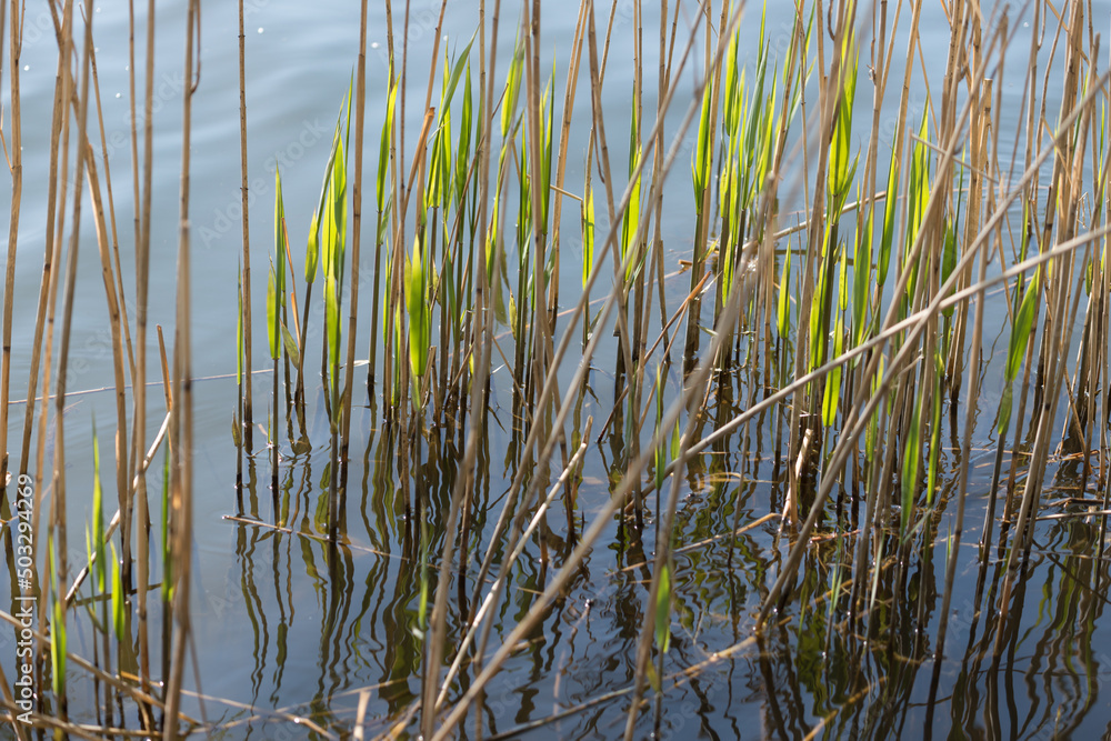 reeds in the water - springtime