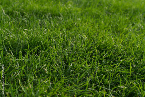 closeup shot of green grass on a lawn