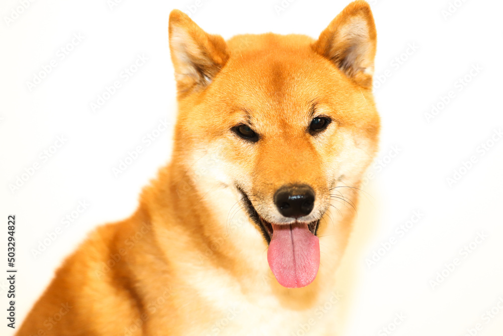 Portrait of a Japanese red dog Shiba Inu on an isolated white background, front view.