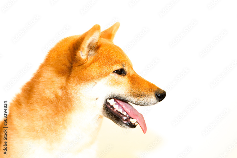 Portrait of a Japanese red dog Shiba Inu on an isolated white background, side view. The profile of the dog.