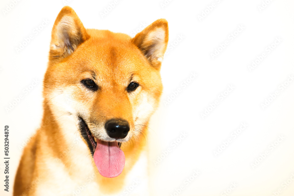 Portrait of a Japanese red dog Shiba Inu on an isolated white background, front view.
