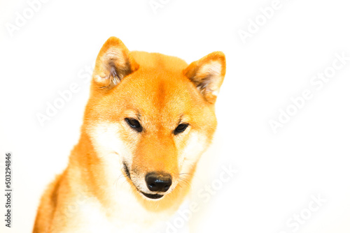 Portrait of a Japanese red dog Shiba Inu on an isolated white background  front view.