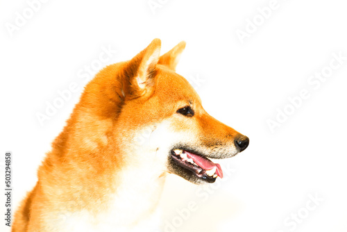 Portrait of a Japanese red dog Shiba Inu on an isolated white background, side view. The profile of the dog. © EVGENY