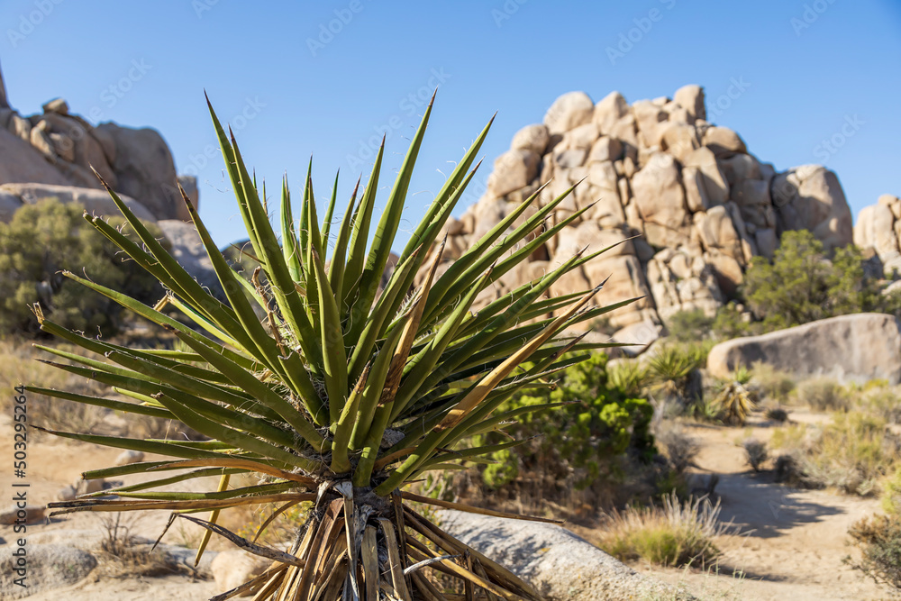 Closeup of a green palm plant in the desert