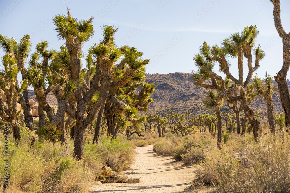 Fototapeta premium Green Joshua trees in the middle of the desert