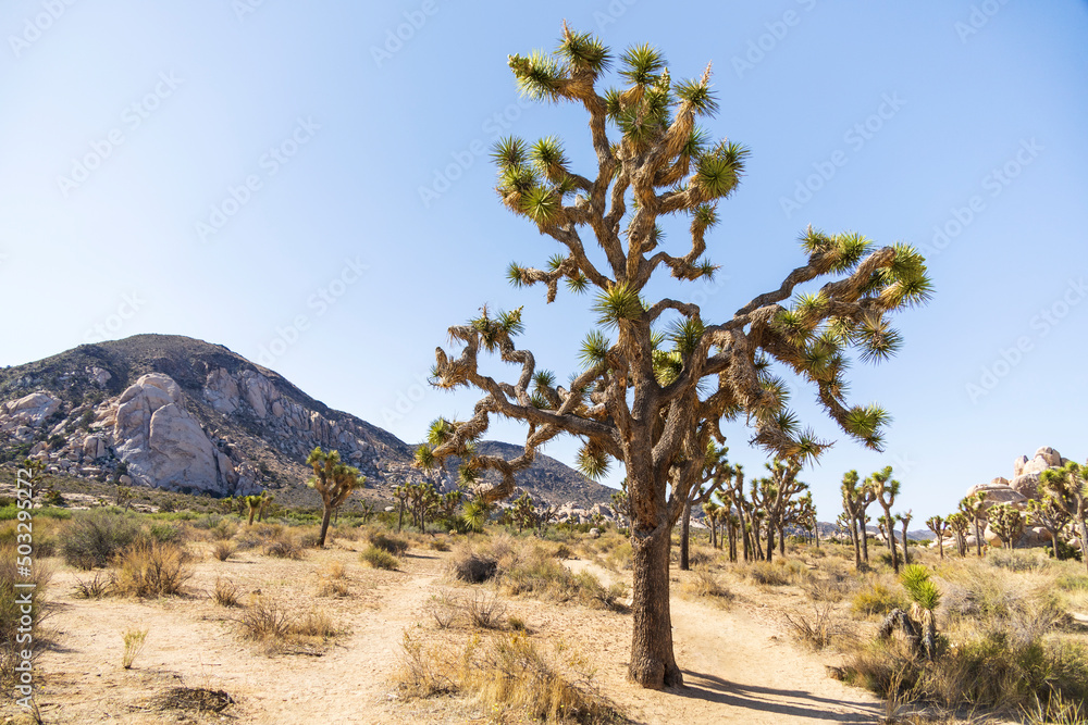 Green Joshua trees in the middle of the desert