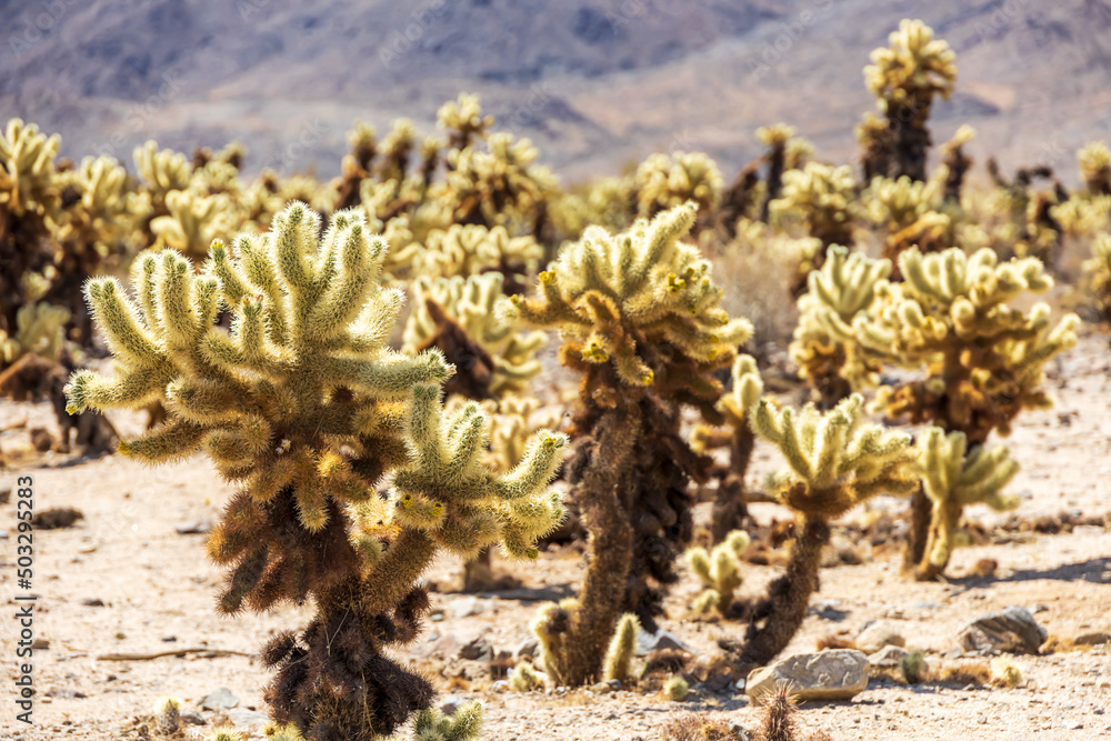 Cholla cactus garden in the middle of the desert Cholla cactus garden in the middle of the desert