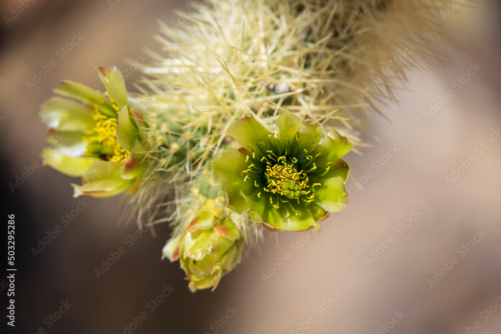 Cholla cactus garden in the middle of the desert