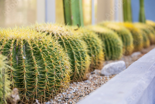 Rows of cactus plants in a desert garden