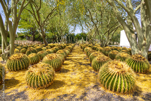 Rows of cactus plants in a desert garden