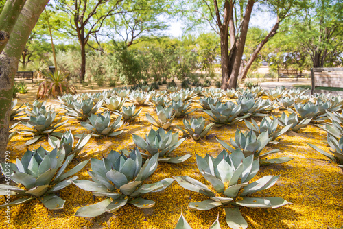 Rows of Agave plants in a desert garden