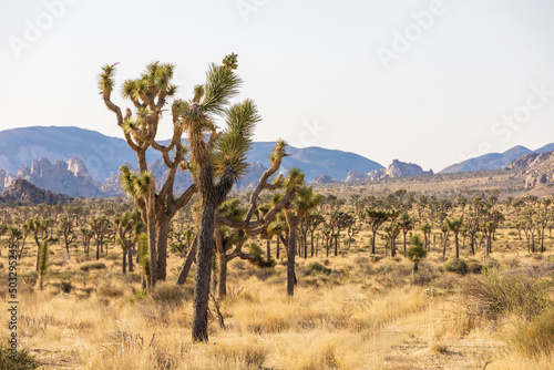 Green Joshua trees in the middle of the desert