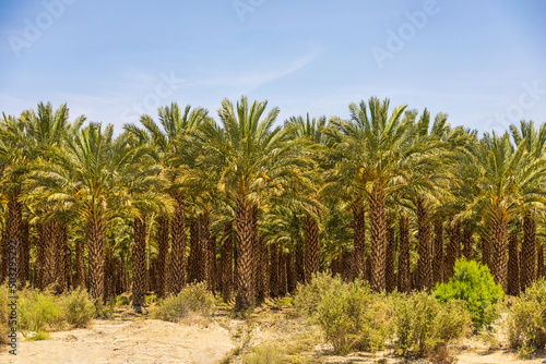Beautiful green palm trees in front of a blue sky