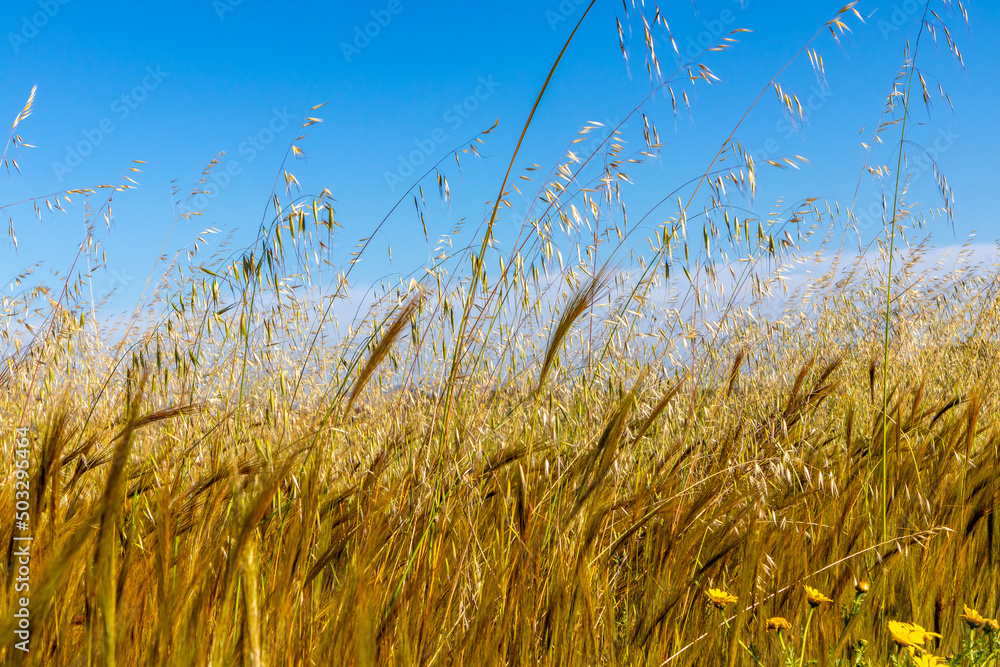 Fototapeta premium Wilder Weizen auf Feld / Mallorca