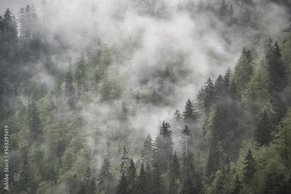 Dramatic fog over green forest and dark mood in the mountains - Obersee Königssee Alps