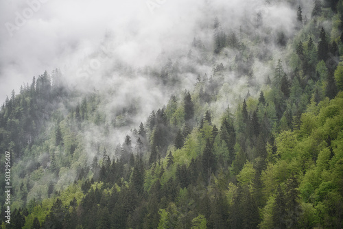 Dramatic fog over green forest and dark mood in the mountains - Obersee Königssee Alps © Hanjin