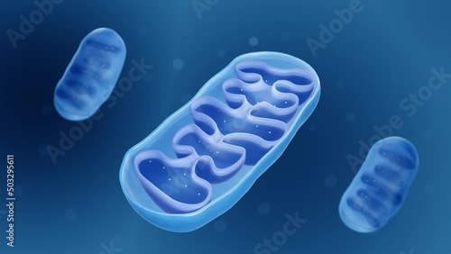 Mitochondria, Cross section view of a mitochondrion	
