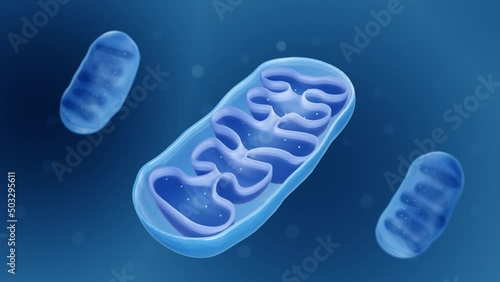 Mitochondria, Cross section view of a mitochondrion	
 photo