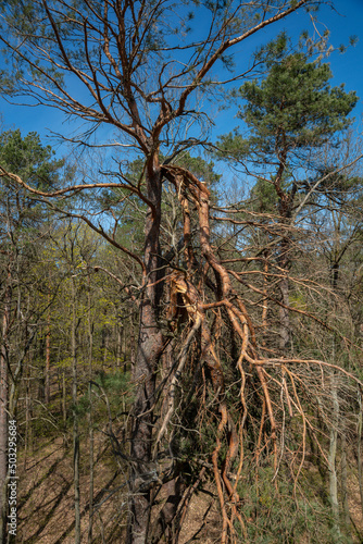 Baum  Sturmschaden