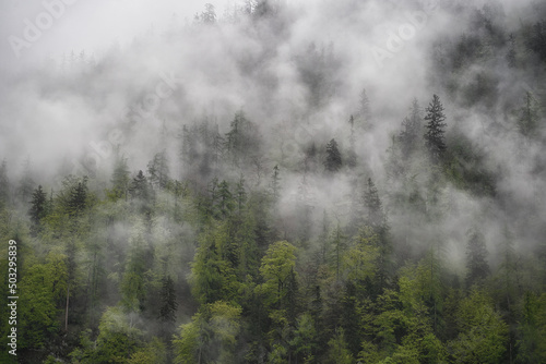 Dramatic fog over green forest and dark mood in the mountains - Obersee K  nigssee Alps