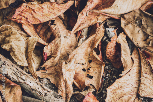 The texture of dry autumn brown leaves on the ground