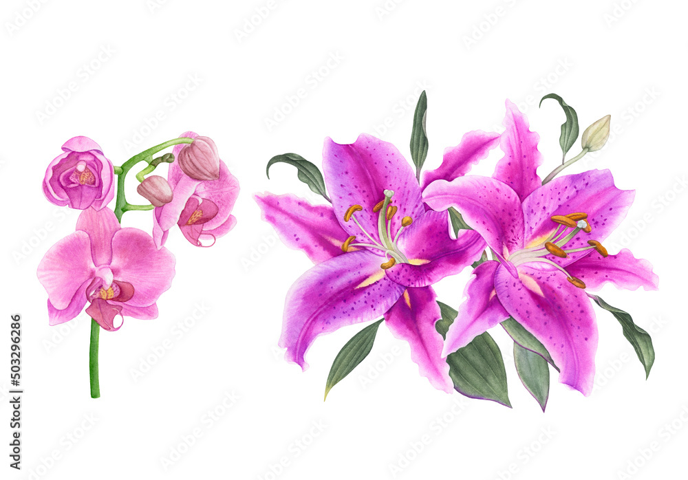 Obraz premium Watercolor flowers, pink lilies, pink orchids isolated on white background.