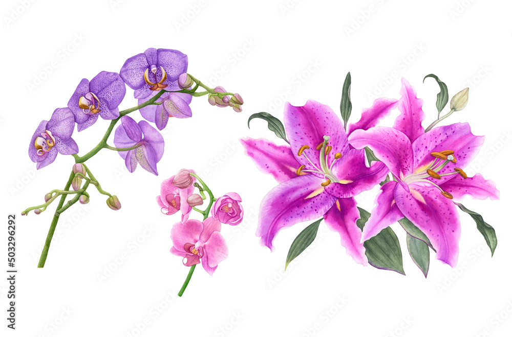 Obraz premium Watercolor exotic flowers, violet and pink orchids pink lilies isolated on white background.