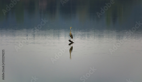 Grey heron, Ardea cinerea bird standing on wood stick in pond at overcast weather. Wildlife animal background