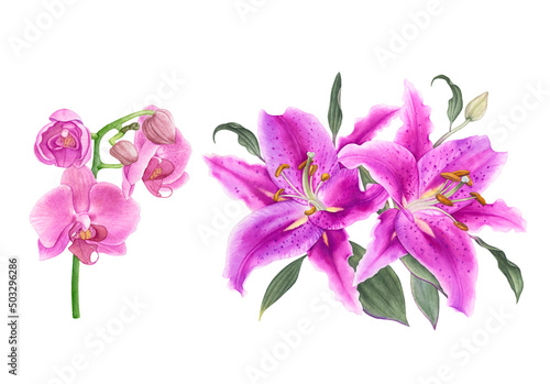 Fototapeta Naklejka Na Ścianę i Meble -  Watercolor flowers, pink lilies, pink orchids isolated on white background.