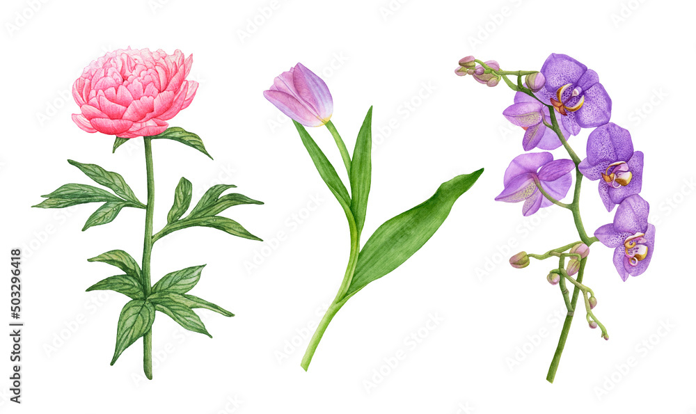 Watercolor pink peony, violet, orchid flowers, tulip isolated on white background.