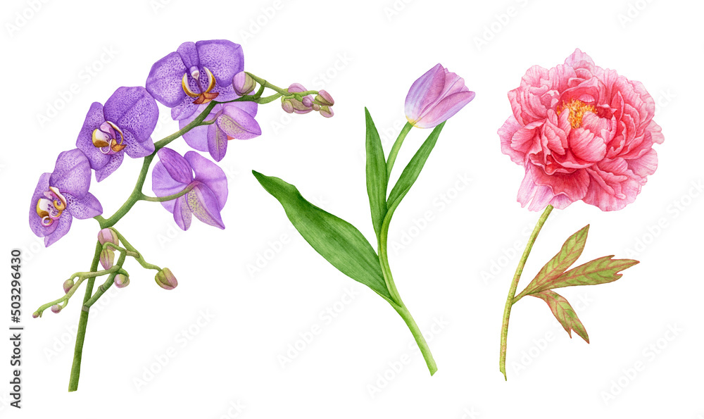 Watercolor flowers, violet orchids, pink tulip, peony isolated on white background.