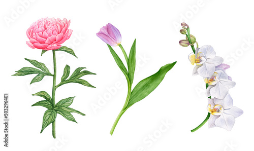 Watercolor flowers, peony, tulip, 
orchids isolated on white background. photo