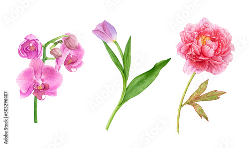 Watercolor flowers, pink orchids, tulip, pink peony isolated on white background.