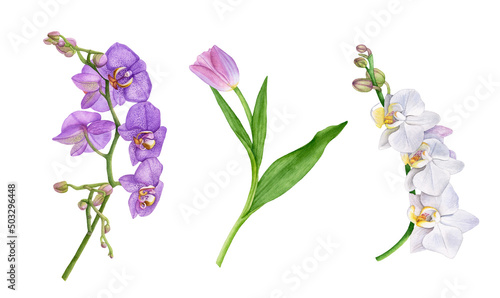 Fototapeta Naklejka Na Ścianę i Meble -  Watercolor exotic flowers, orchids, tulip isolated on white background.