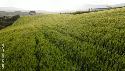 Wheat field from above drone view in southern Italy