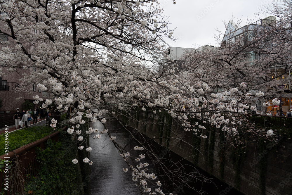 Fototapeta premium tree in spring