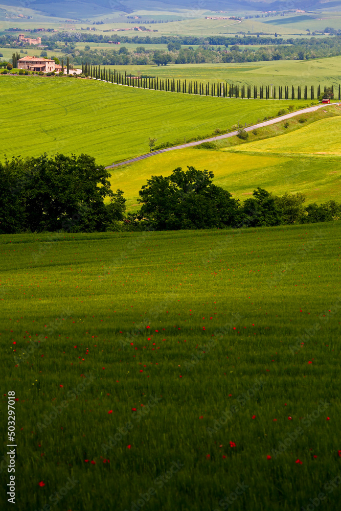 Fototapeta premium Val d'Orcia, panorami delle colline in primavera