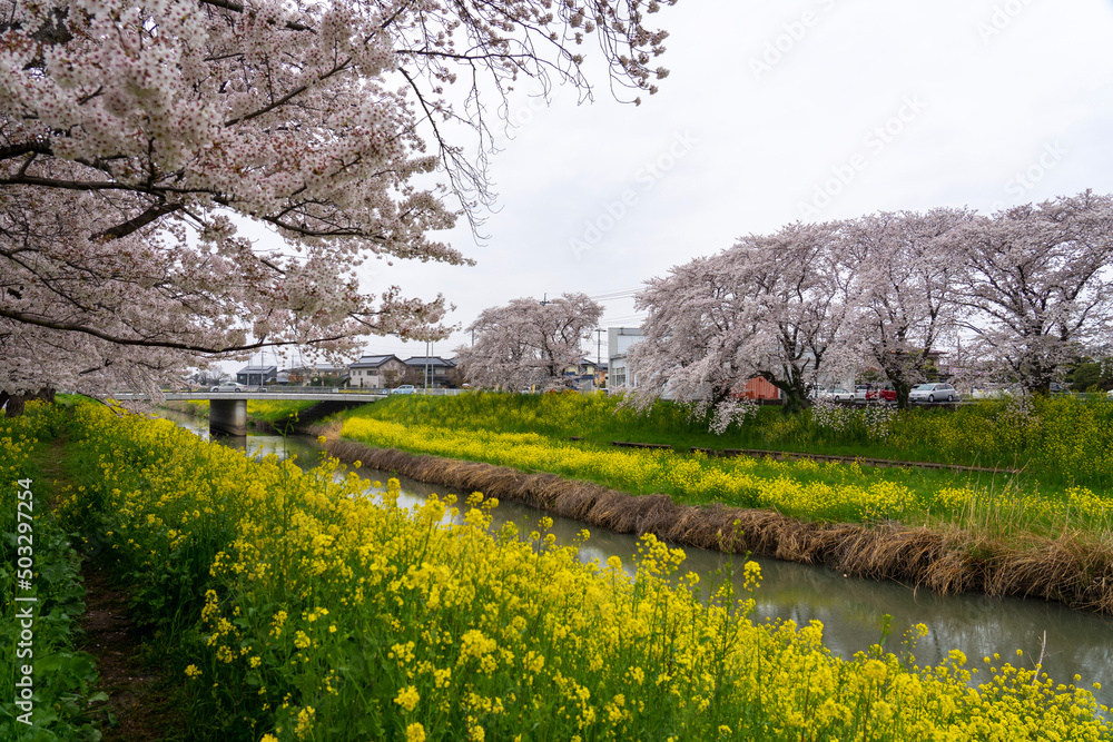 spring in the park