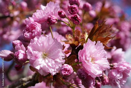 Fototapeta Naklejka Na Ścianę i Meble -  Blühender japanischer Kirschblütenbaum