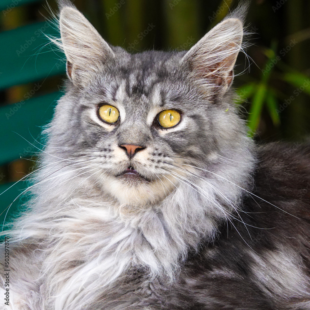 Grey cat Maine coon
