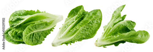 Romain Lettuce isolated on white background, clipping path, full depth of field