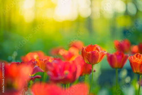 Fototapeta Naklejka Na Ścianę i Meble -  Amazing garden field with tulips of red color petals, beautiful bouquet of colors in sunlight daylight, green stem, bokeh leaves. Romantic love nature flowers, dream tulips, blooming blur landscape