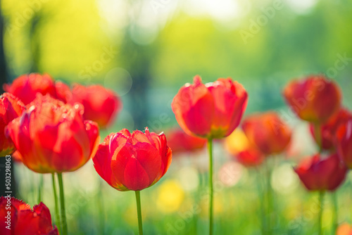 Amazing garden field with tulips of red color petals  beautiful bouquet of colors in sunlight daylight  green stem  bokeh leaves. Romantic love nature flowers  dream tulips  blooming blur landscape